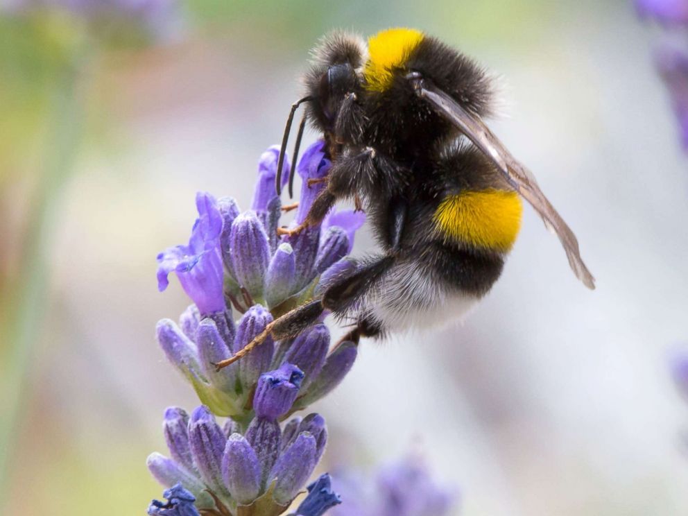 PHOTO: A bumblebee gathers pollen from a flower in this undated stock photo.