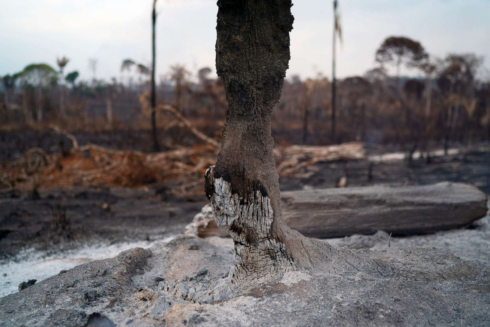 PHOTOS The burning Amazon rainforest Photos ABC News