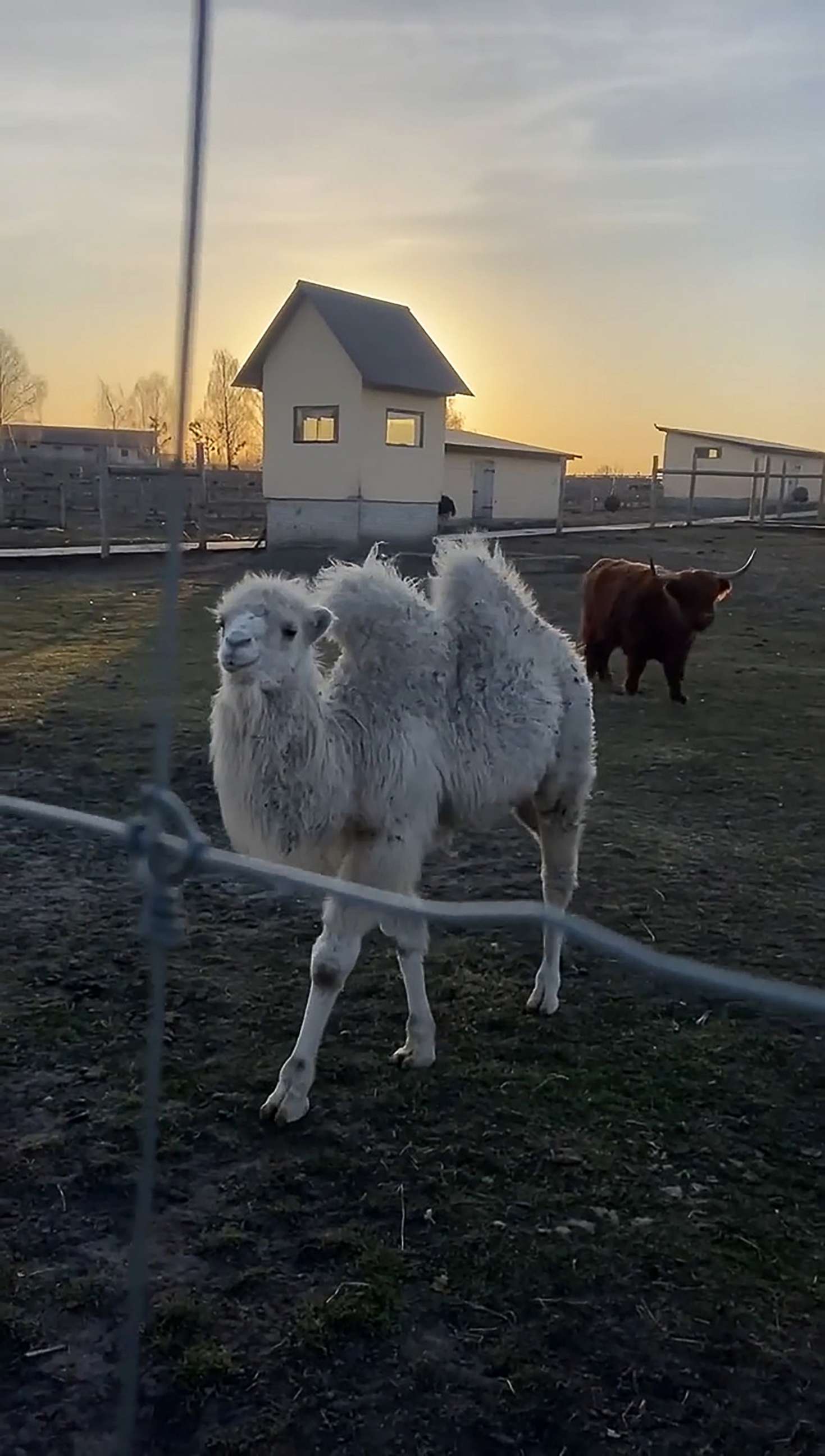 PHOTO: Animals at the Yasnohorodka family ecopark, about 30 miles outside of Kyiv, Ukraine. The animals were abandoned when fighting forced their caretakers to flee.