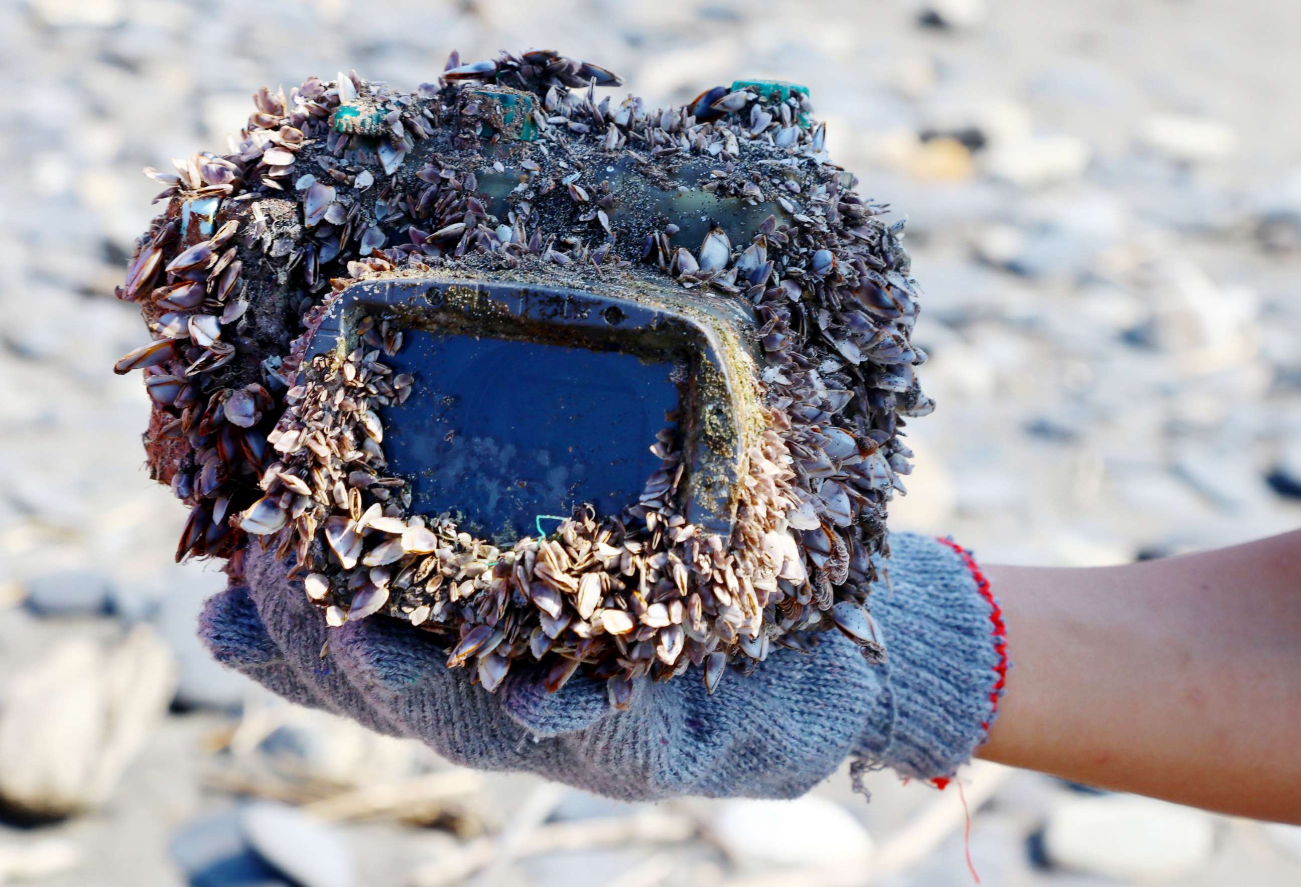 PHOTO: A handout photo made available by teacher Park Lee shows a barnacle-covered camera in a water-proof case that washed up on a beach in Ilan County, northeast Taiwan, March 27, 2018. 