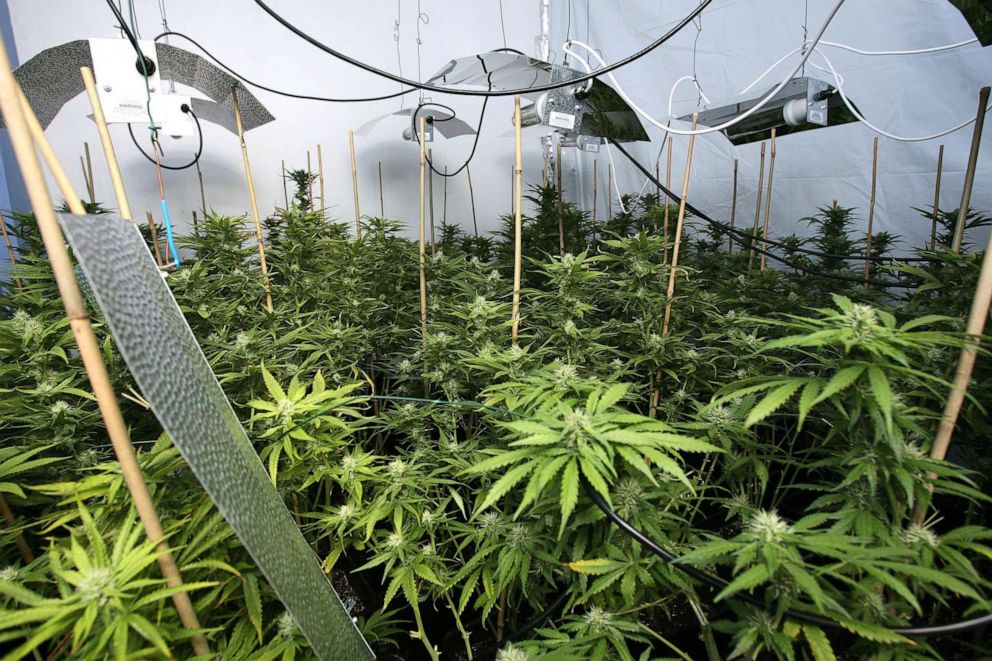 PHOTO: Marijuana plants flourish at a cannabis factory raided by police at a house in East London, March 10, 2009.