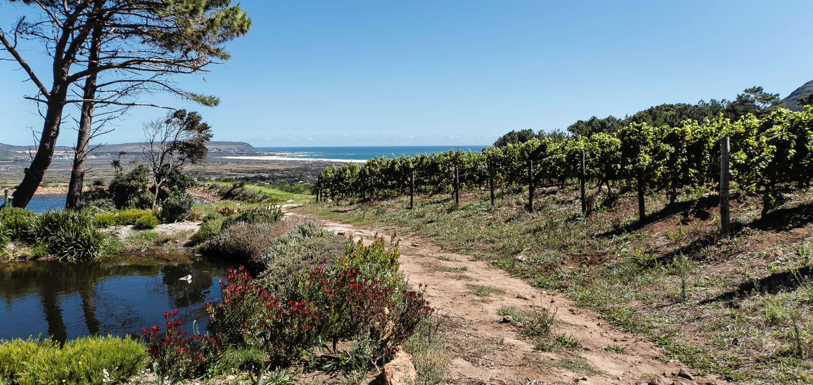 PHOTO: The vineyard has a series of dams on the farm to catch rain water, a pipe channeling water from a fresh water spring and access to relatively clean ground water in which we have added a water purification system.