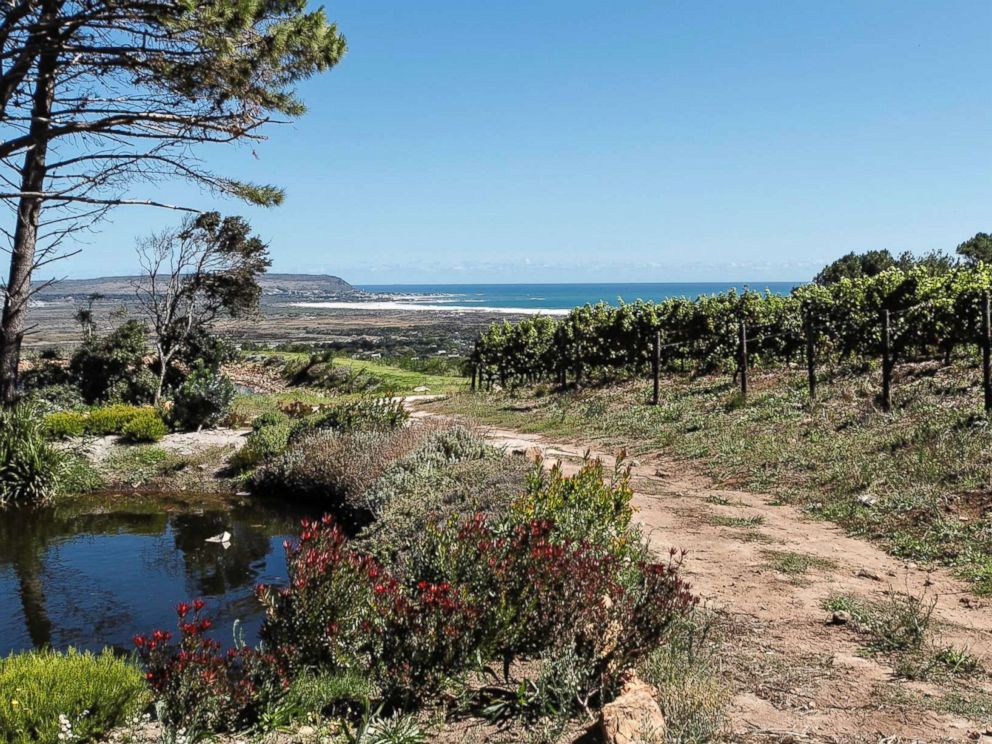 PHOTO: The vineyard has a series of dams on the farm to catch rain water, a pipe channeling water from a fresh water spring and access to relatively clean ground water in which we have added a water purification system.