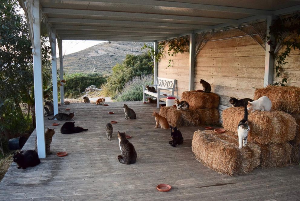 PHOTO: A cat sanctuary on the Greek island of Syros posted a job to live on the island in an all-expenses paid house and care for 55 cats.