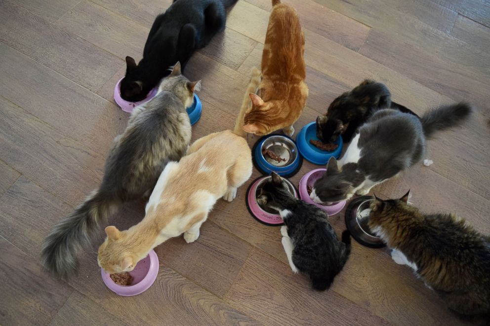 PHOTO: The caretaker must feed and medicate 55 cats in your care.