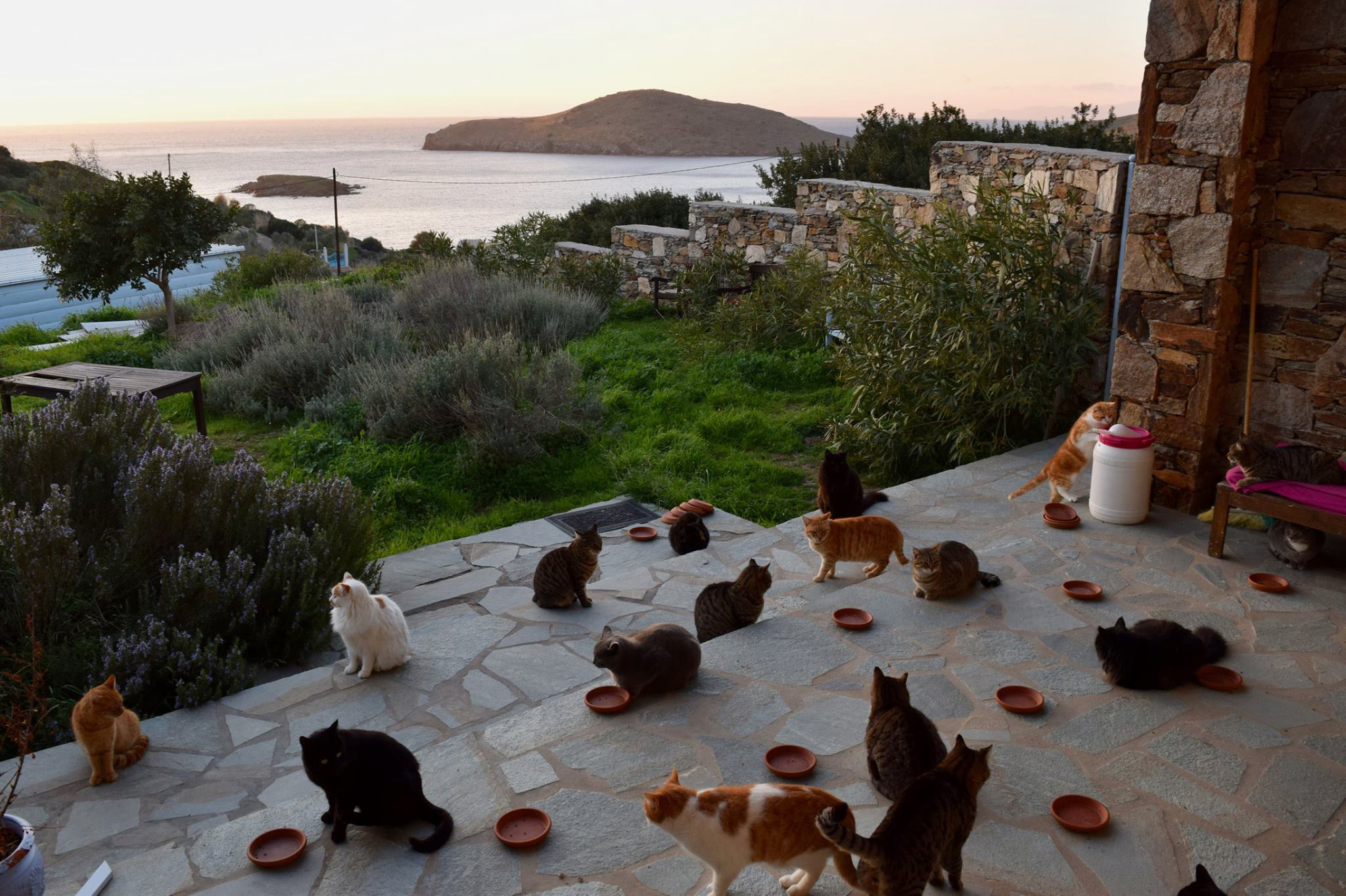 PHOTO: A cat sanctuary on the Greek island of Syros posted a job to live on the island in an all-expenses paid house and care for 55 cats.
