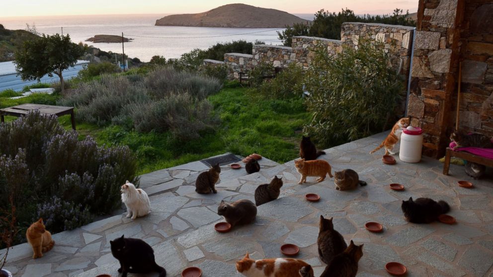 PHOTO: A cat sanctuary on the Greek island of Syros posted a job to live on the island in an all-expenses paid house and care for 55 cats.