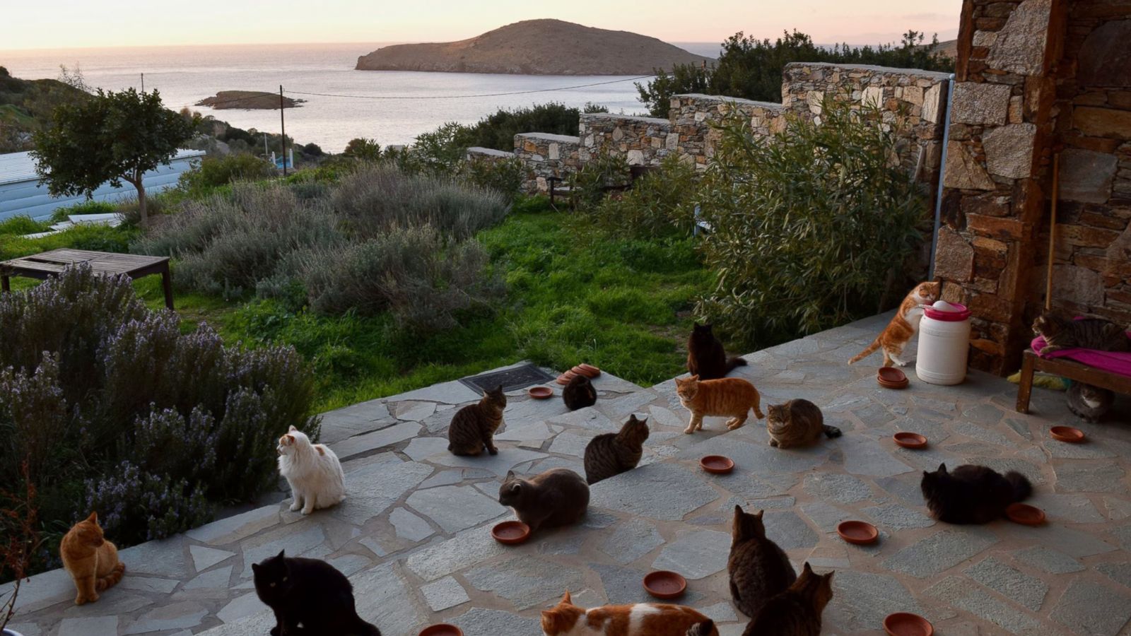 PHOTO: A cat sanctuary on the Greek island of Syros posted a job to live on the island in an all-expenses paid house and care for 55 cats.