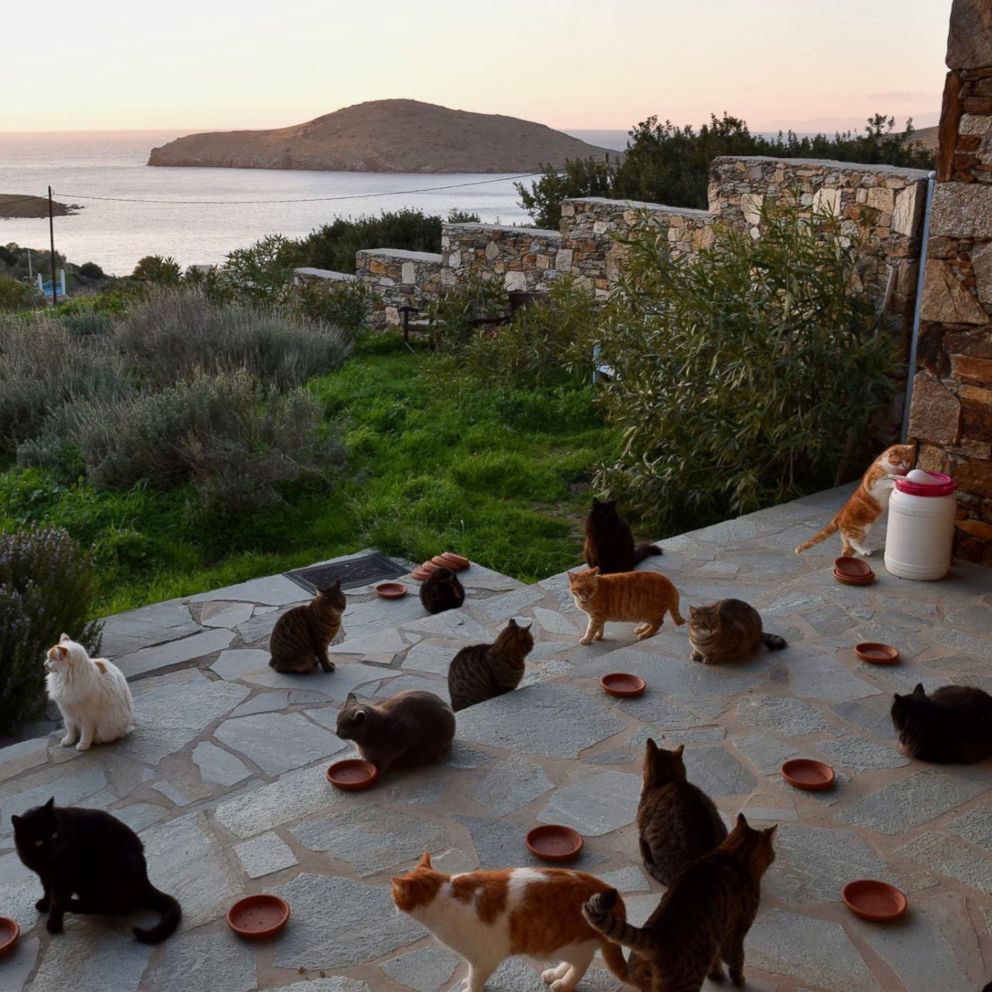 VIDEO: Job post for living at cat sanctuary on Greek island flooded with 35,000 applications