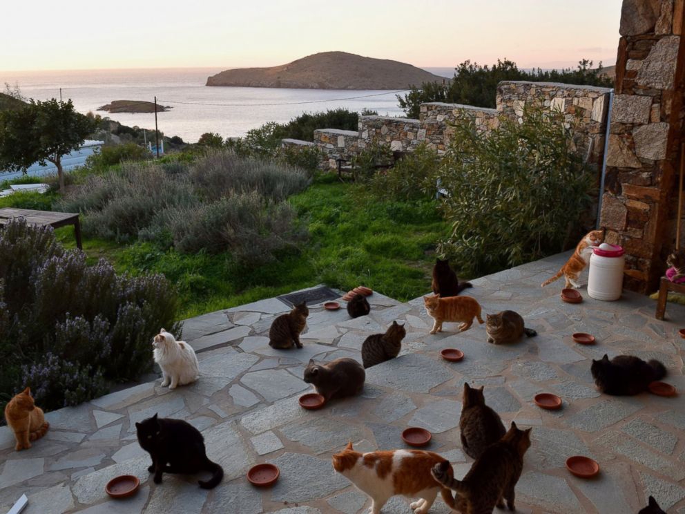 PHOTO: A cat sanctuary on the Greek island of Syros posted a job to live on the island in an all-expenses paid house and care for 55 cats.