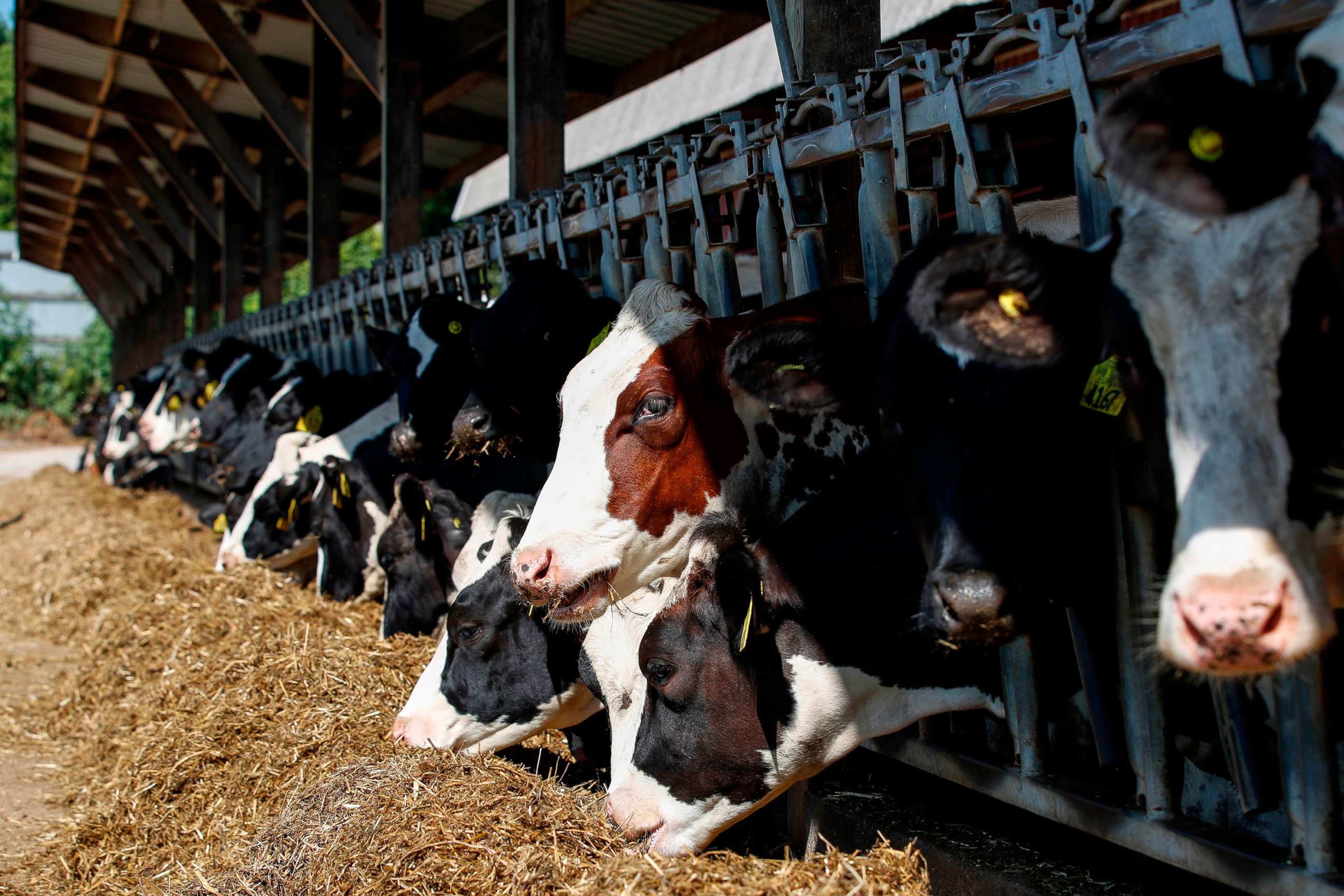 PHOTO: Cows are fed at a farm in Wisconsin Dells, Wis., Aug. 16, 2020.