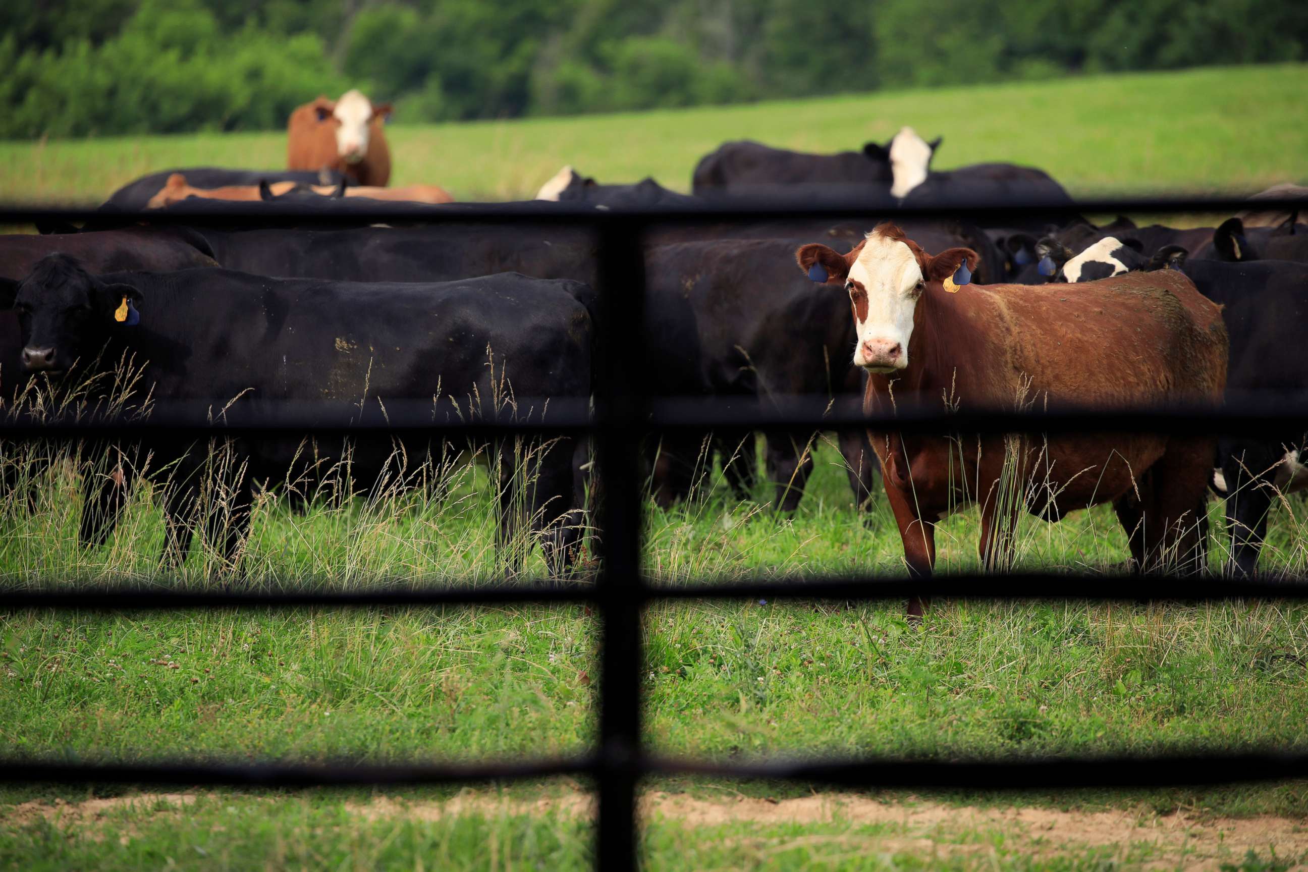 PHOTO: Cattle graze in a pasture at a farm in Waddy, Ky., June 25, 2021. 