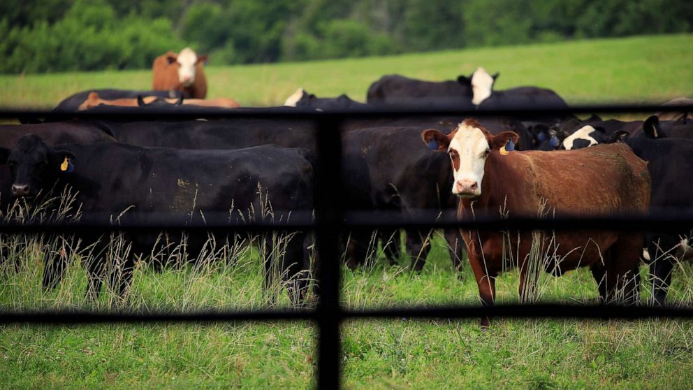PHOTO: Cattle graze in a pasture at a farm in Waddy, Ky., June 25, 2021. 