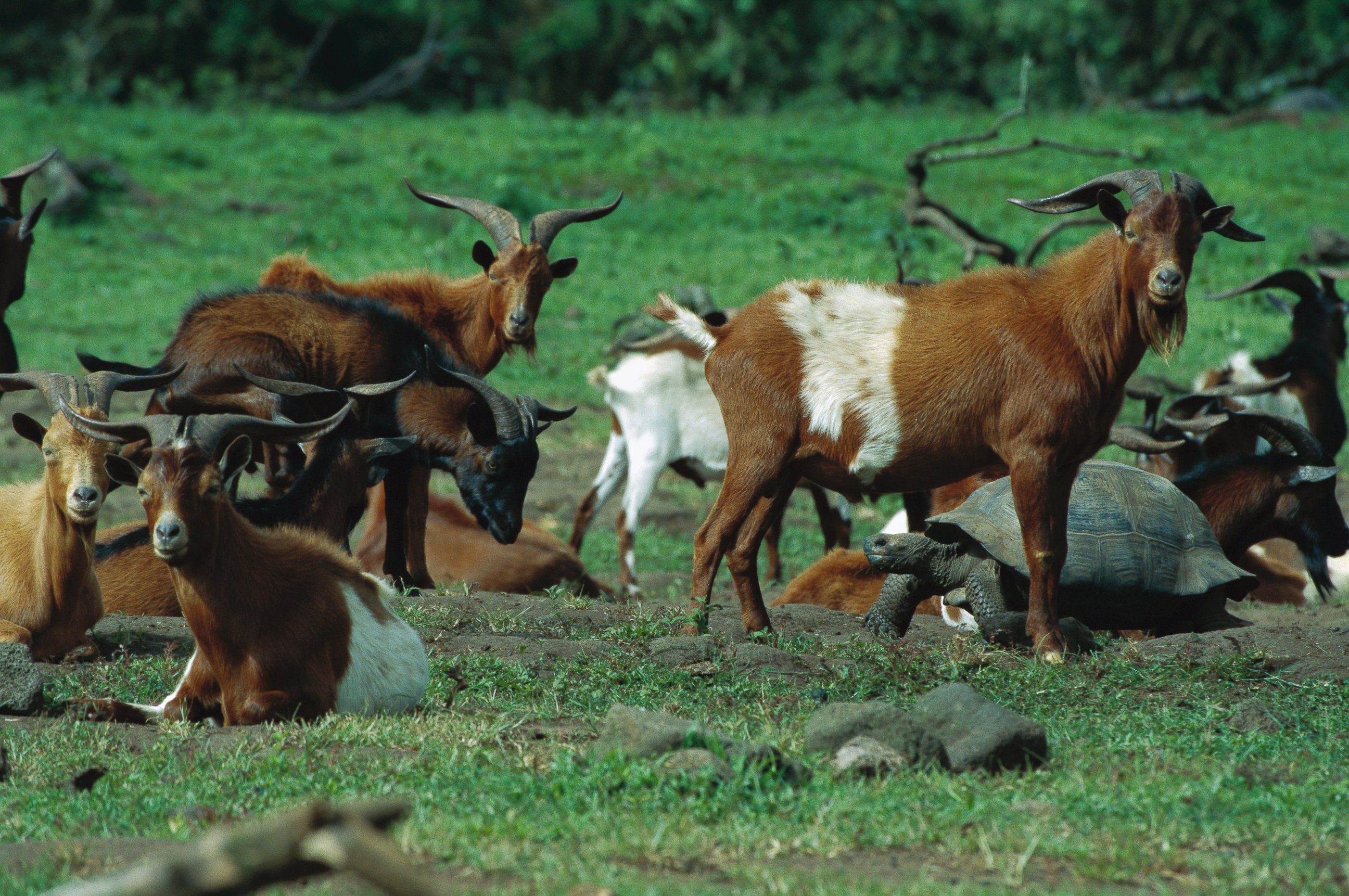 PHOTO: A herd of feral goats gathers near a giant tortoise in the Galapagos Islands on June 15, 2004.