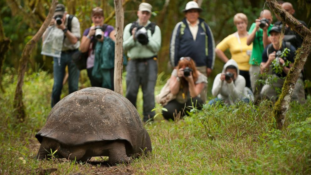 PHOTO: Tourists photograph a giant tortoise eating fruit in the forest in the Galapagos Islands on June 11, 2013.
