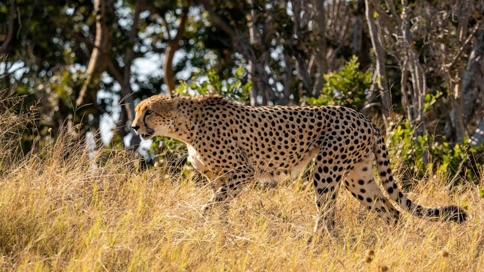 Why cheetahs will be particularly vulnerable to climate change, according to new research