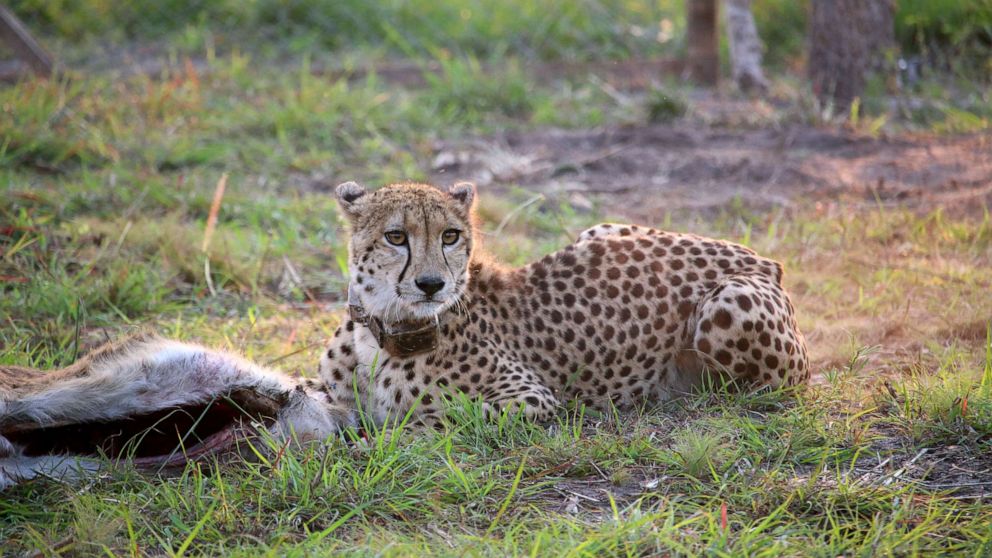 PHOTO: A group of wild cheetahs were released into Mozambique's Zambeze Delta in August 2021 as part of a reintroduction project for cheetah conservation.