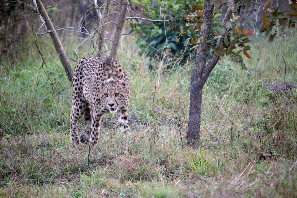 PHOTO: A group of wild cheetahs were released into Mozambique's Zambeze Delta in August 2021 as part of a reintroduction project for cheetah conservation.