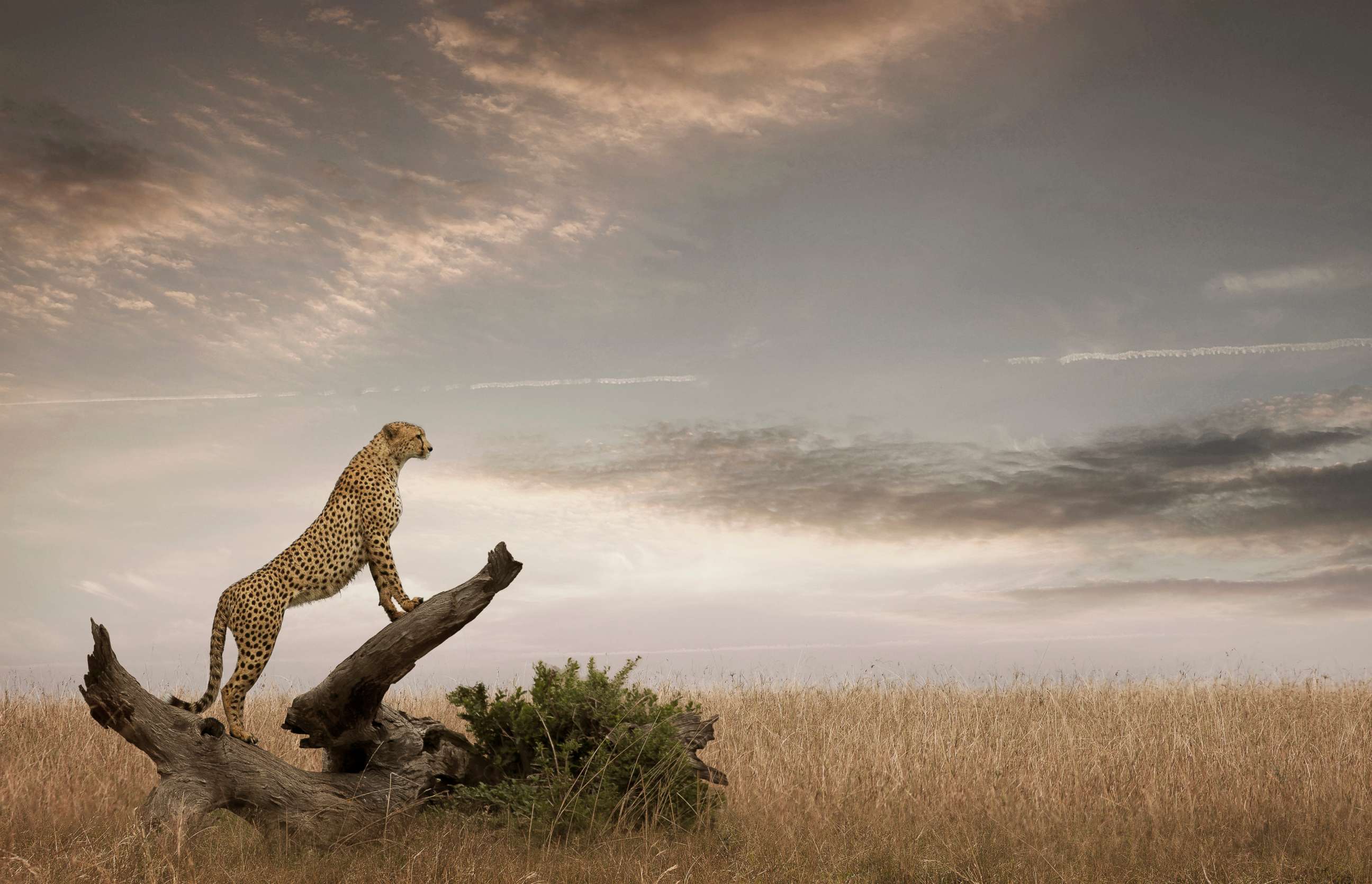 PHOTO: A cheetah in Masai Mara National Park, Kenya.