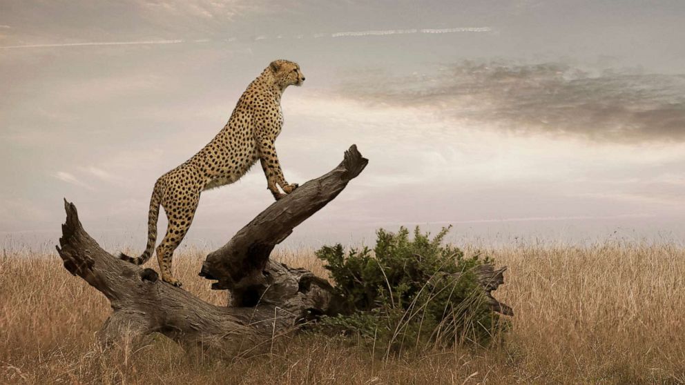 PHOTO: A cheetah in Masai Mara National Park, Kenya.
