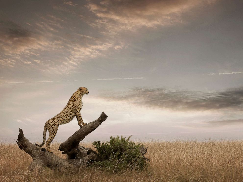 PHOTO: A cheetah in Masai Mara National Park, Kenya.
