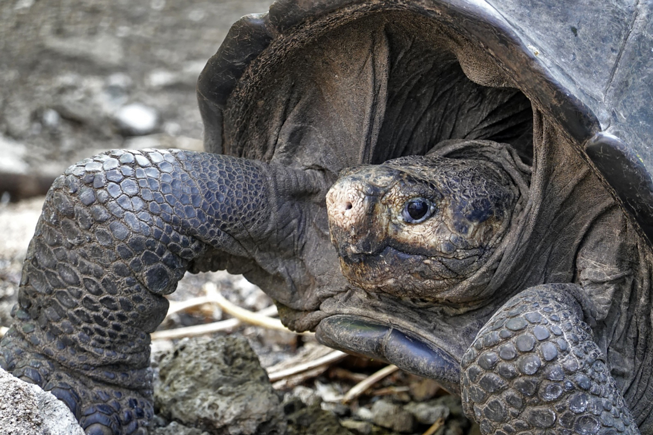 PHOTO: A specimen of the giant Galapagos tortoise Chelonoidis phantasticus, thought to have gone extinct about a century ago, is seen at the Galapagos National Park on Santa Cruz Island in the Galapagos Archipelago, Feb. 19, 2019.