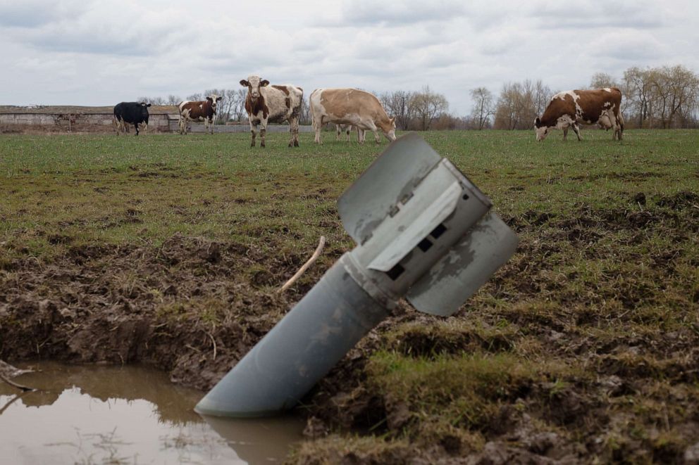 PHOTO: A rocket sits in a field near grazing cows on April 10, 2022 in Lukashivka village, Ukraine.