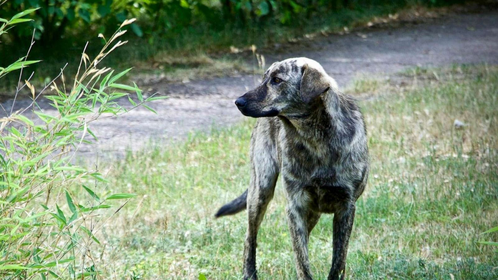 Chernobyl nuclear disaster altered the genetics of the dogs left behind,  scientists say - ABC News