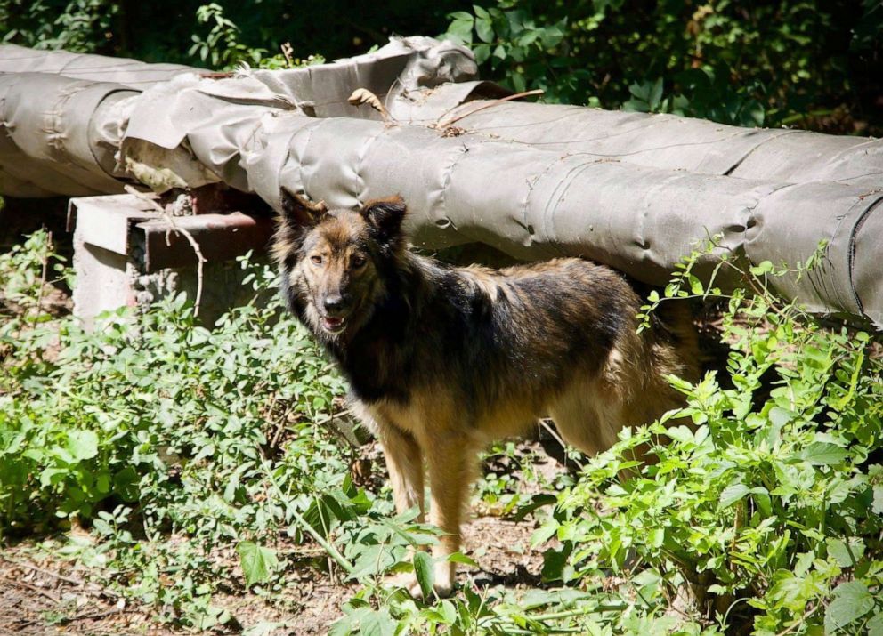 Chernobyl nuclear disaster altered the genetics of the dogs left behind,  scientists say - ABC News