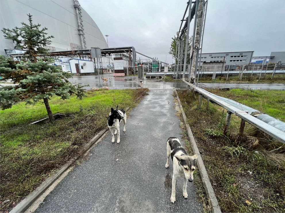 PHOTO: Chernobyl dogs living outside the New Safe Confinement Structure, which was built to contain radioactivity from the explosion of reactor four.