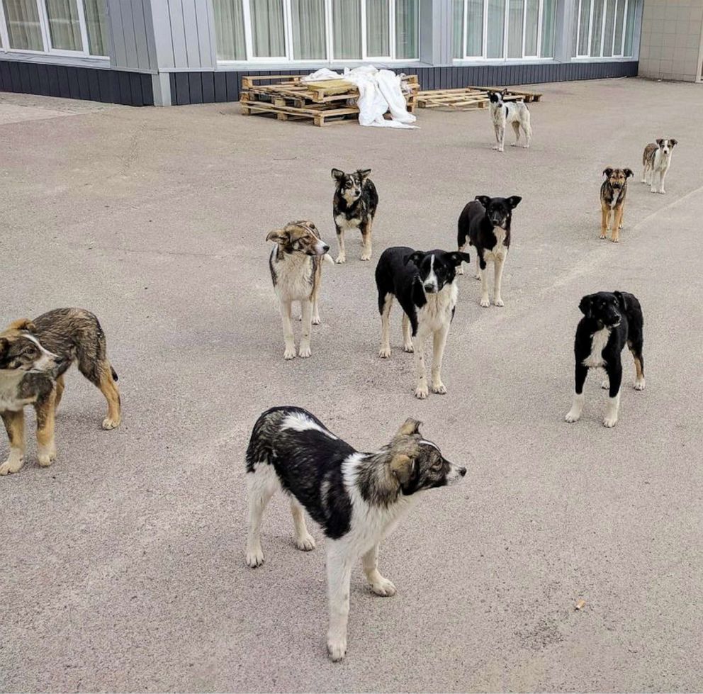 PHOTO: A pack of free-roaming dogs that lives within the industrial areas of the Chernobyl Nuclear Power Plant.