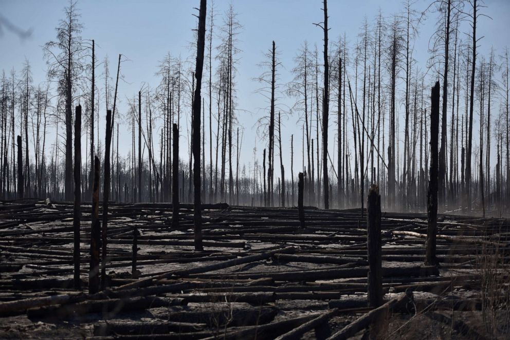 PHOTO: Burned trees are seen after a forest fire outside the settlement of Poliske located in the 30 km (19 miles) exclusion zone around the Chernobyl nuclear power plant, Ukraine April 12, 2020.