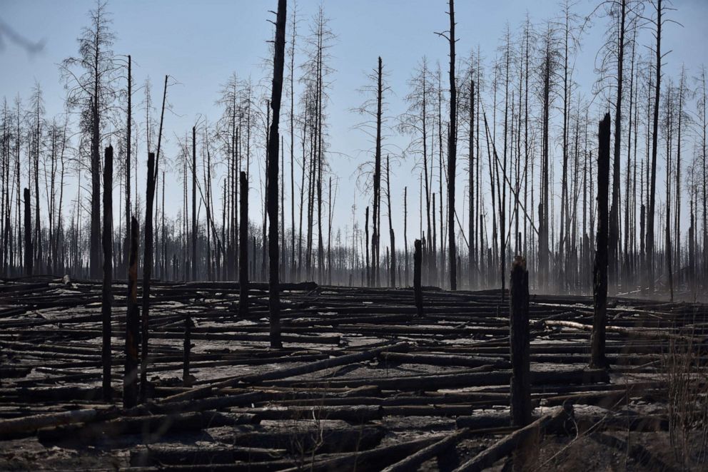 PHOTO: Burned trees are seen after a forest fire outside the settlement of Poliske located in exclusion zone around the Chernobyl nuclear power plant, Ukraine, April 12, 2020.