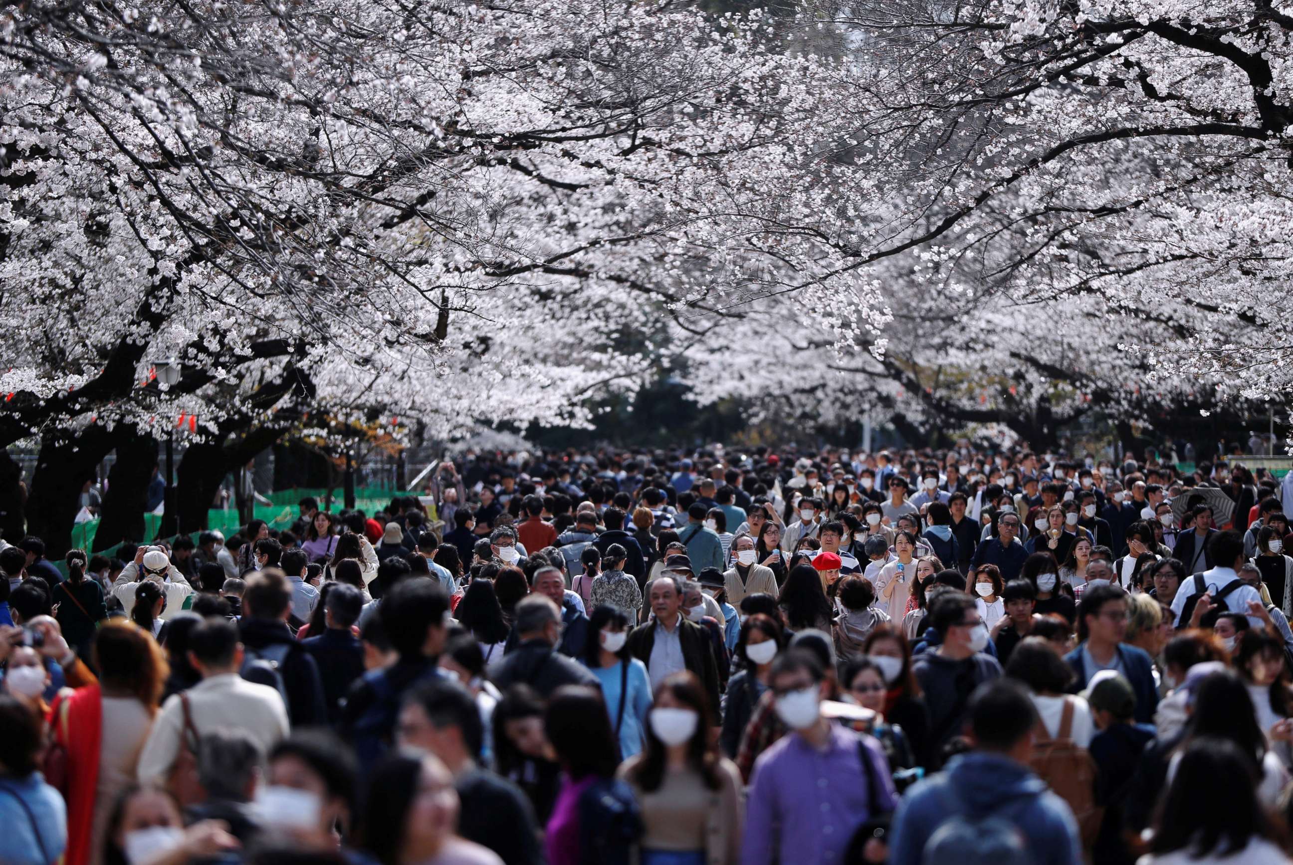 PHOTO: Visitors wearing protective face masks amid an outbreak of the novel coronavirus look at blooming cherry blossoms at Ueno park in Tokyo, Japan, on March 22, 2020.