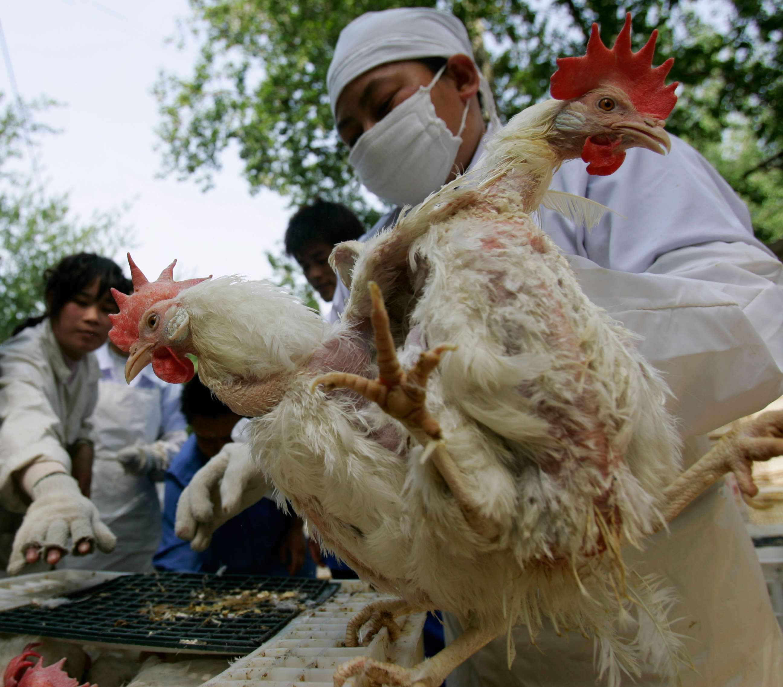 PHOTO: A worker inspects chickens at a poultry farm April 27, 2007, in Beijing.