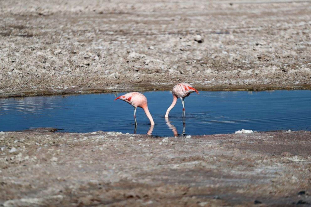 PHOTO: Flamingo birds are seen at Chaxa lagoon on the Atacama salt flat in the Atacama desert, Chile, Aug. 15, 2018.