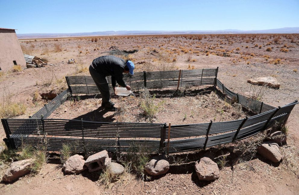 PHOTO: A park ranger irrigates a young tree at Cejar lagoon at Atacama salt flat near San Pedro de Atacama, Chile, Aug. 15, 2018.