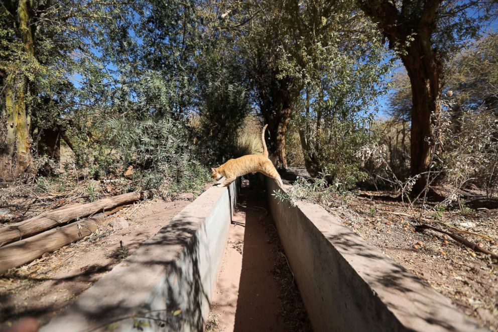 PHOTO: A cat jumps over a dried irrigation canal at Salar area next to San Pedro de Atacama, Chile, Aug. 15, 2018.