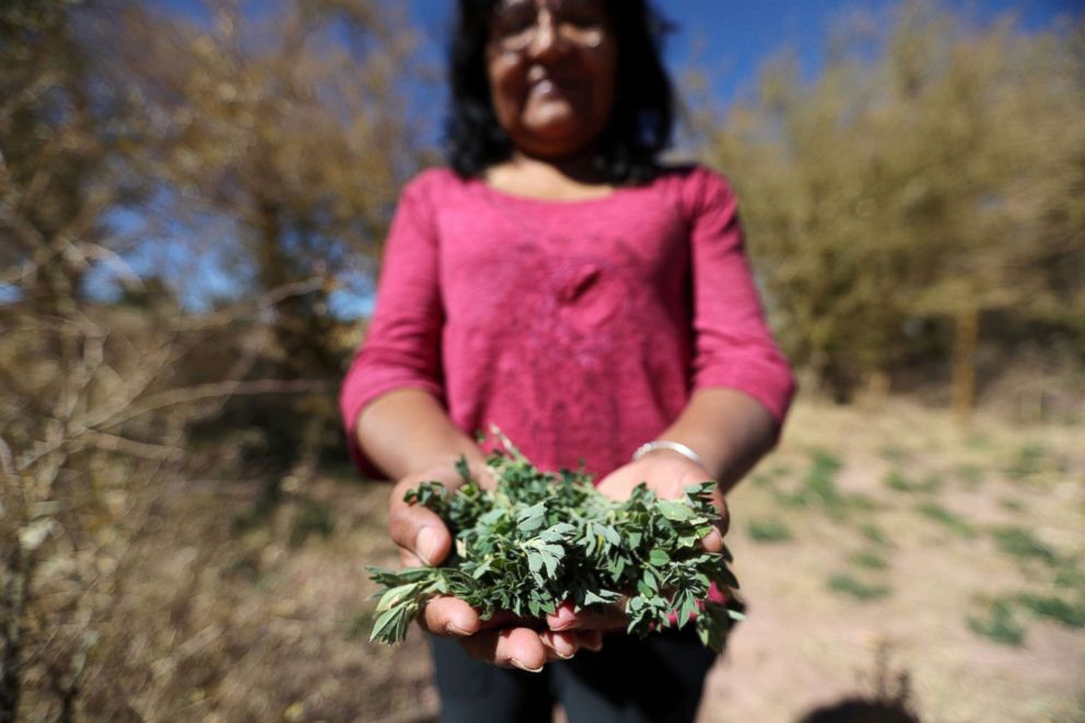 PHOTO: Former president of the Atacamenos Peoples Council, Ana Ramos, holds up a handful of alfalfa on a dried alfalfa field at Salar area next to San Pedro de Atacama, Chile, Aug. 15, 2018.