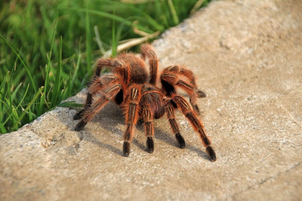 PHOTO: In this undated file photo, a rose hair tarantula crawls in a garden in Chile.