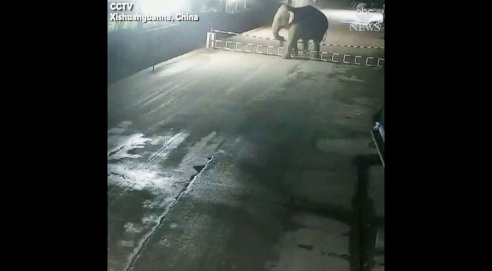 PHOTO: An elephant completely disregarded border laws when it crossed from China into Laos on Jan. 27, 2018.