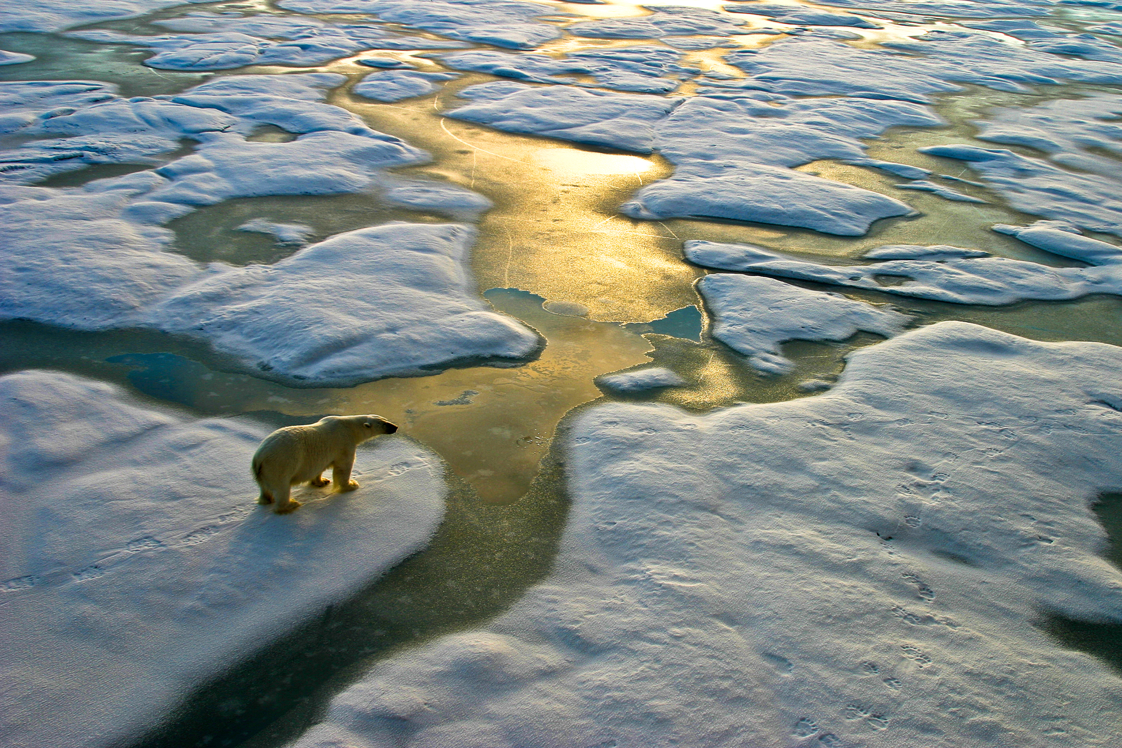 PHOTO: Polar bear on a wide surface of ice in the Russian arctic.