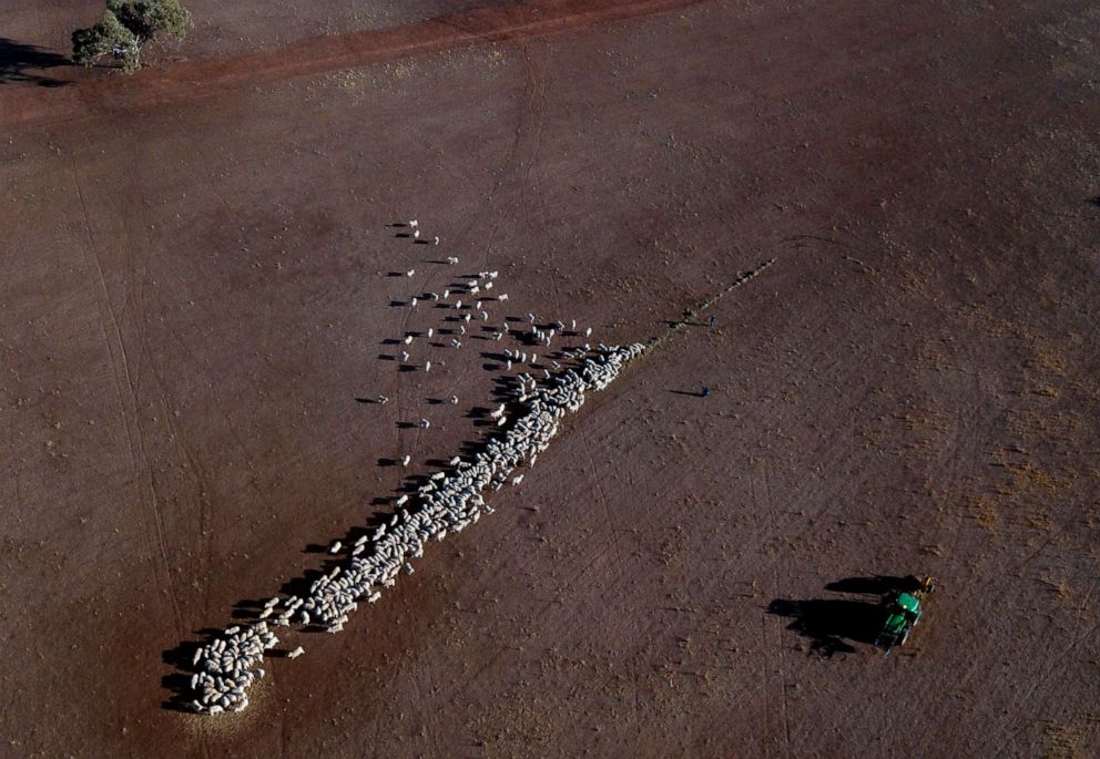 PHOTO: Cattle on a dry paddock in the drought-hit area of New South Wales, Aug. 7, 2019.