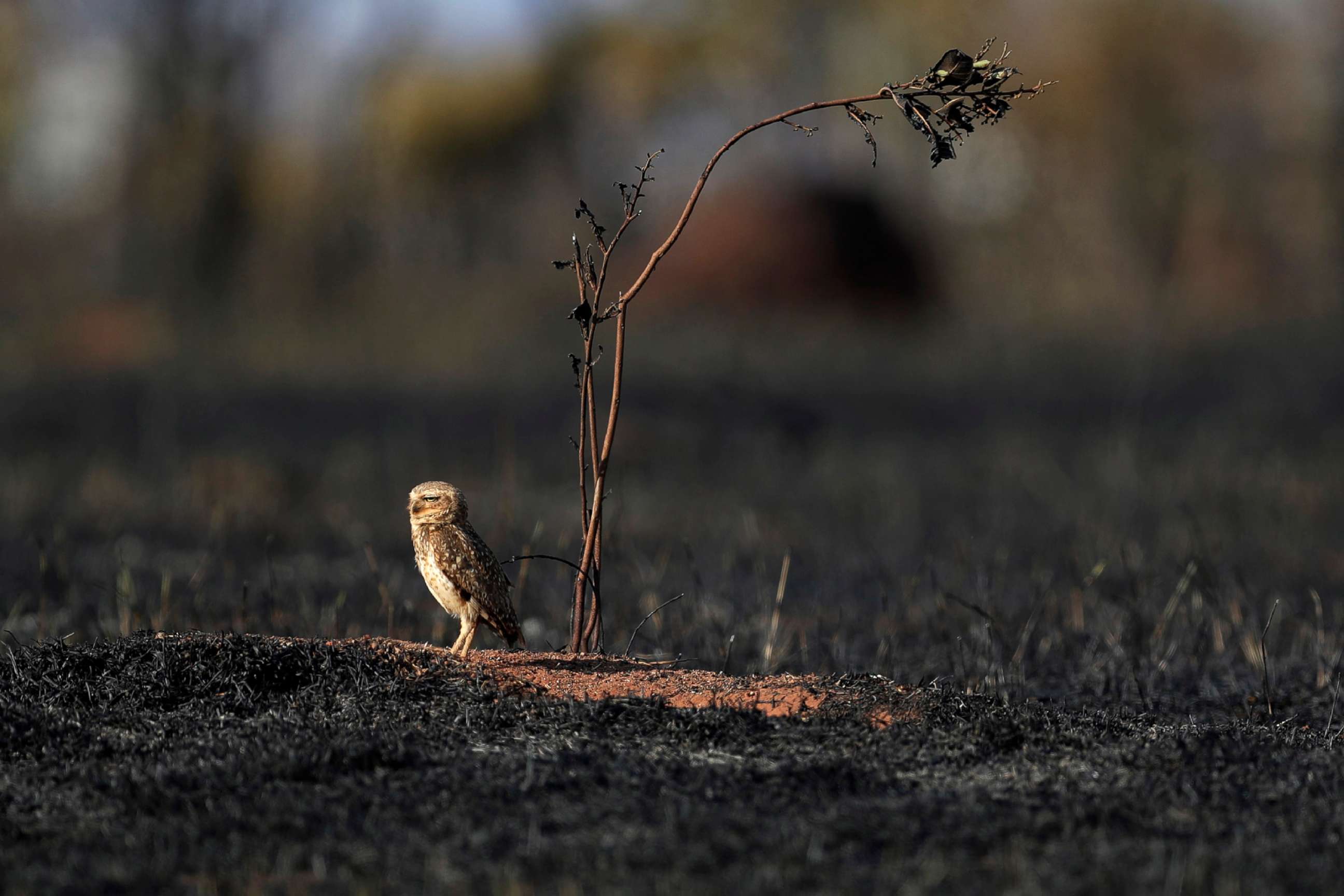 PHOTO: An owl stands in the savanna following a frie in Brazil, Sept. 17, 2019, during a hot, dry spell.