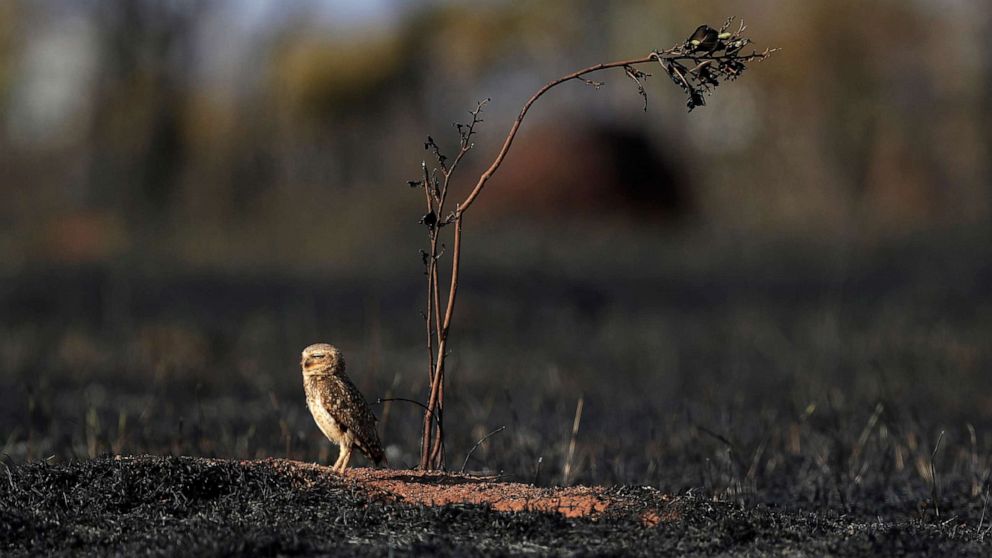 What you can do to help prevent climate change, according to experts - ABC News