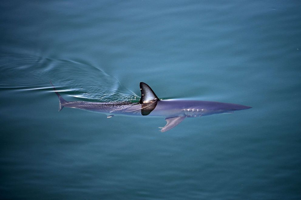 PHOTO: A Shortfin Mako Shark swims in open water in Baja California, Mexico, April 14, 2015.