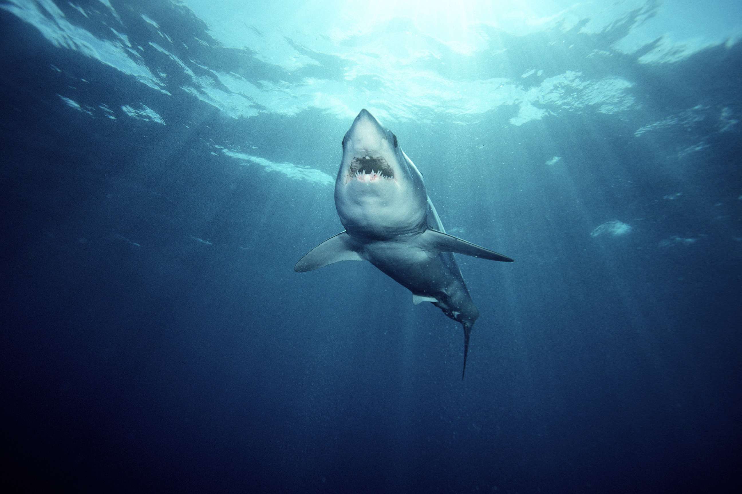 PHOTO:A  shortfin mako shark swims in the Pacific Ocean in California, Aug. 21, 2006.