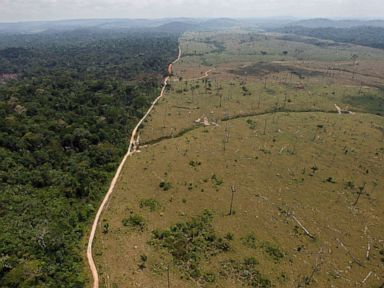 Protecting critical resources like forests crucial to slowing climate change: UN
