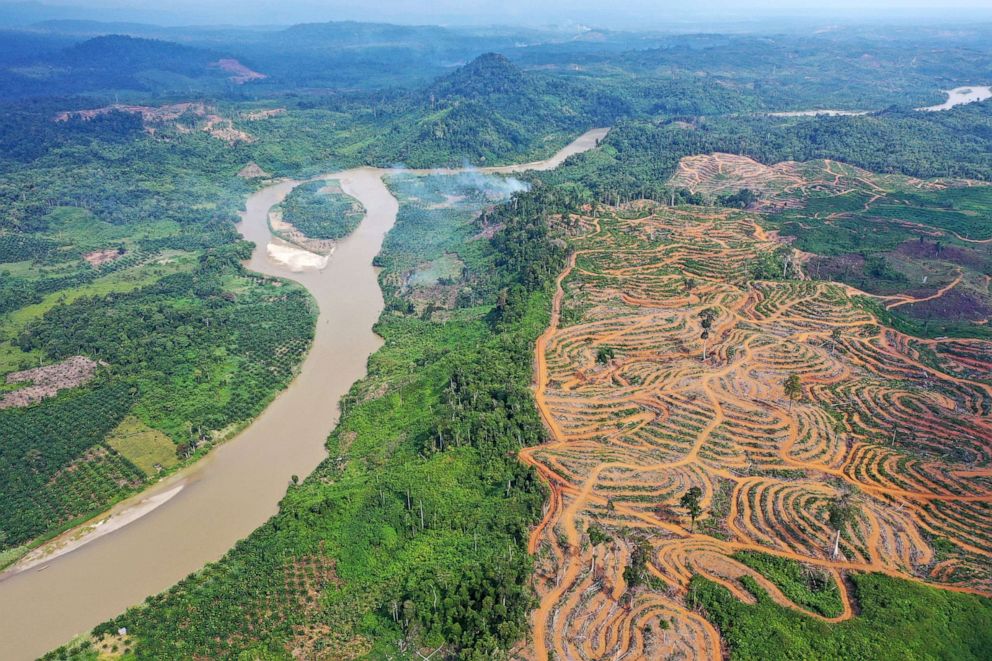 PHOTO: Areas of forest that have been cleared for oil palm plantations, in Indonesia, July 27, 2019.