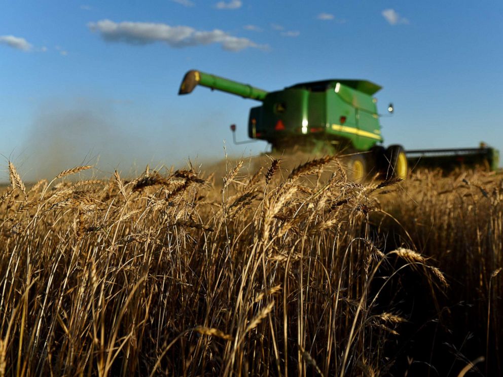 PHOTO: A combine harvests wheat in Corn, Okla., June 12, 2019.